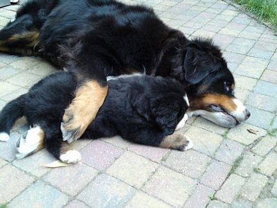 van de clemensberghoeve, Bernese Mountaindogs